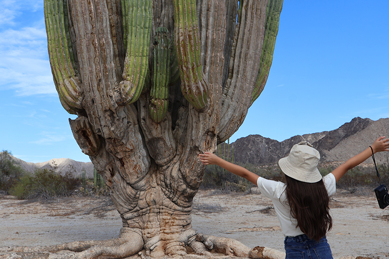 Cardón gigante en el Valle de los Gigantes